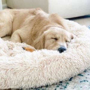 Cushions & Beds