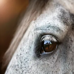 category Eye & Ear Care