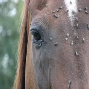 category Fly Control
