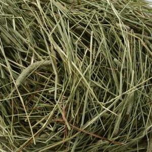 Hay