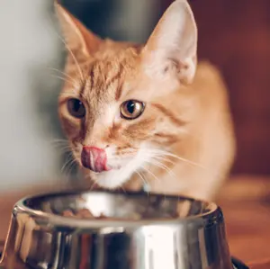 Skålar, drinkar och dispensrar