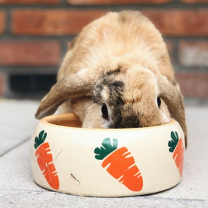 Bowls & Feeders