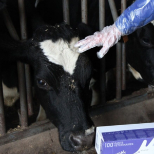 category Guantes de protección