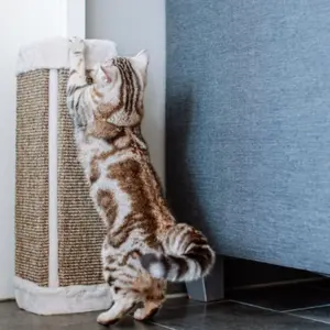 Katträd och klösbrädor 