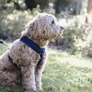 Harnesses