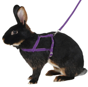 Harnesses & Leads