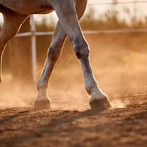 category Hoof Care