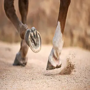 category Hoof Care
