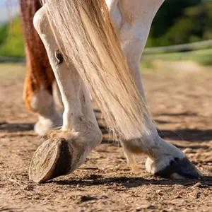 category Hoof Clogs