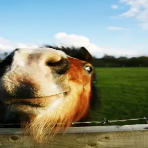 category Equine Wellness