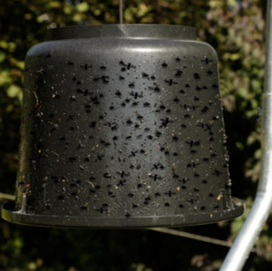 Insect Hotel