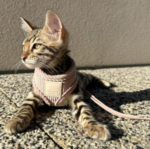 Leashes & Collars