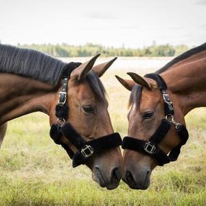 Halters & Lead Ropes