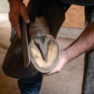 Hoof Care