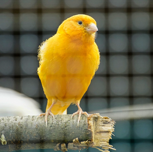 Birds