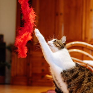 Cat Plush Toys