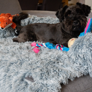 Blankets & Puppy Pads