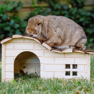 Rodents