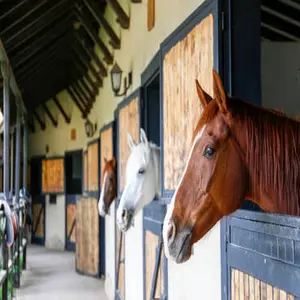 category Stable Essentials