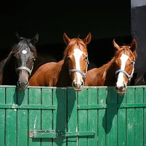 category Stable Essentials
