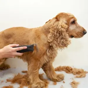 category Cortacéspedes