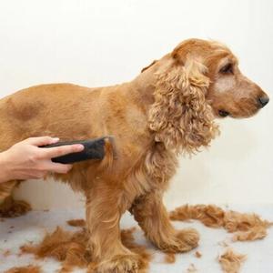 Pet Clippers
