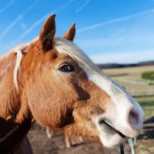 category Equine Wellness