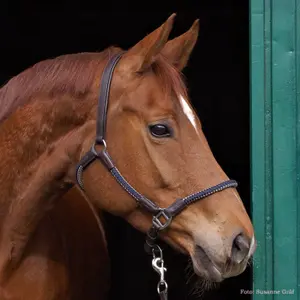Halter for horse in rope Kavalkade Cavo image-1