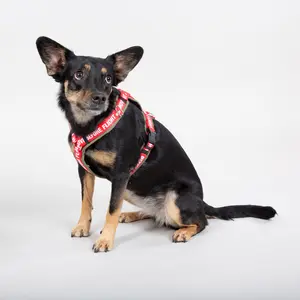 Hundesele Alpha Industries RBF Harness image-0