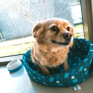 Panier pour chien dogrelax entree Smurfs Duvoplus Les Schtroumpfs image-3