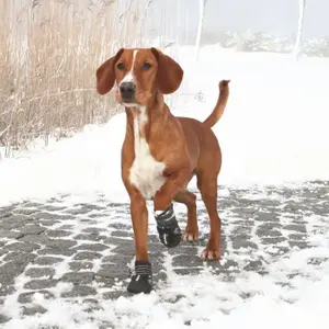 Paar Pfotenschützer für Hunde Trixie Walker Active
