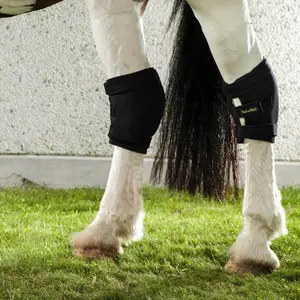 Closed right hock Back on Track image-1