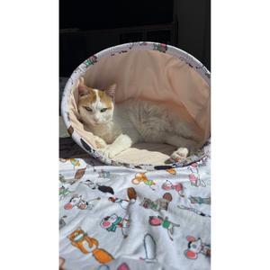 Cat basket Zolux image-2