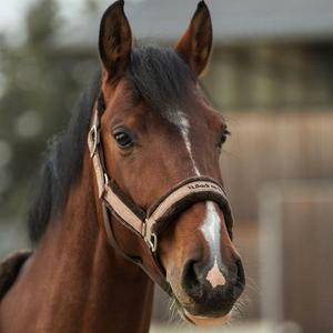 Halter Back on Track Haze Collection image-2