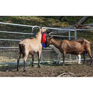 Wall brush Kerbl image-2