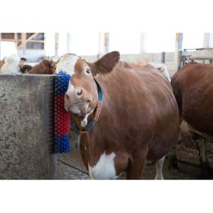 Wall brush Kerbl image-1