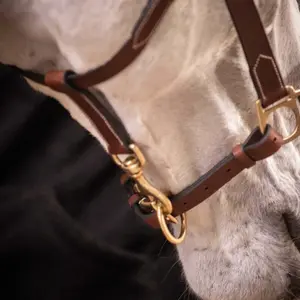 Leren halster voor paarden Paddock Sports image-3