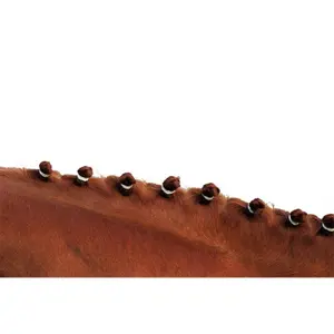Ελαστικά μαλλιών Hippotonic image-0