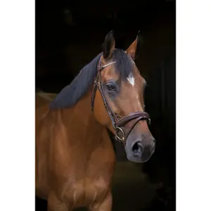 Bridons équitation pour cheval pur-sang Eric Thomas Pro Strass image-2