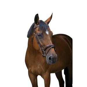 307701318-trans-for-ridning-eric-thomas-pro-wave-havanna-hast