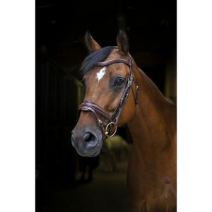 307702318-trans-for-ridning-eric-thomas-pro-design-havanna-hast