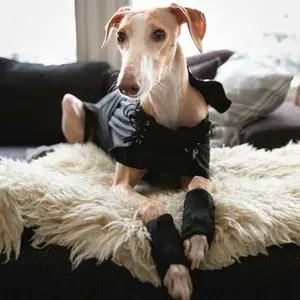 Frakke Back on Track greyhound image-1