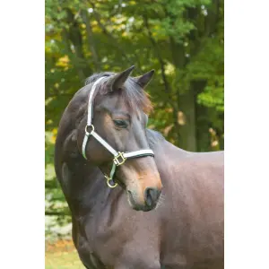 Exklusives Xfull-Halfter mit 2 Dornschließen Kerbl image-0