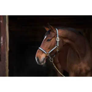 Exclusief kolf halster met 2 gespen Kerbl image-0