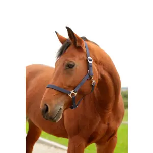 Licol nylon foal Kerbl hippo image-0