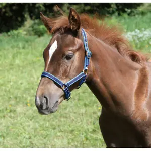 Cabestrillo sin hebilla Kerbl image-1