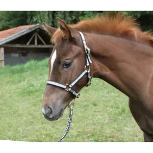 Exclusive foal halter with buckle Kerbl image-1
