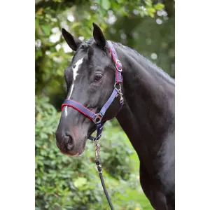 Halter with shetty fleece lining Kerbl Dexter image-3