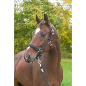 Halfter mit Fleecefutter Pony Kerbl Dexter image-3