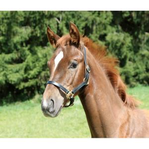 Fohlenhalfter Kerbl eco image-0